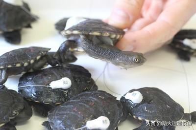 索马里豹龟好养吗:索马里豹龟可以养吗 什么样的乌龟可以长期在水中不用晒台？