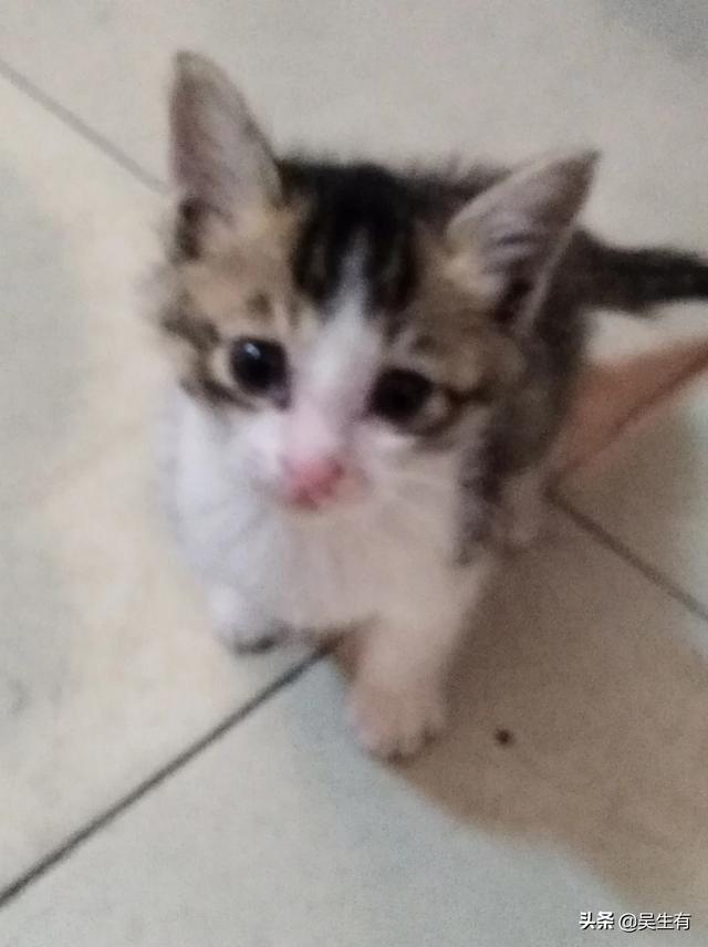 猫叫声音:猫的叫声和品种有关系吗，如果有，哪种猫叫声好听？
