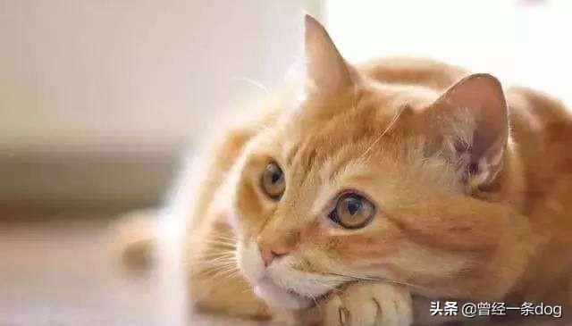 绝育药:金渐层猫什么时候给它做绝育合适？