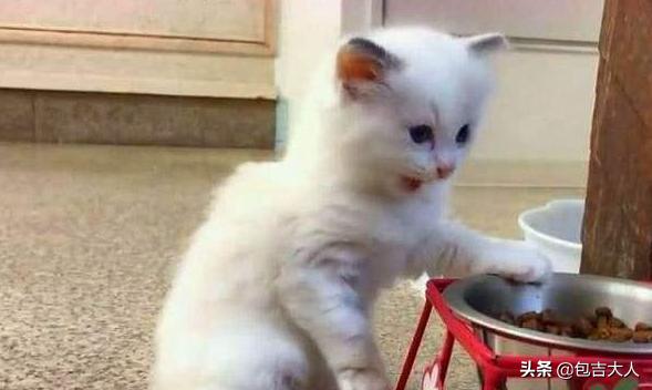 猫粮价格:怎么为猫咪挑选猫粮？可以从哪些方面考虑？