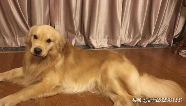 犬饲先生养狗记详情介绍:一个人住适合养猫或者狗吗？