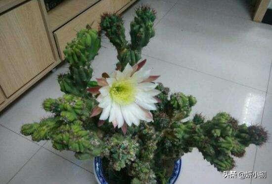 介壳虫图片:危害桃的介壳虫有哪几种？如何防治？