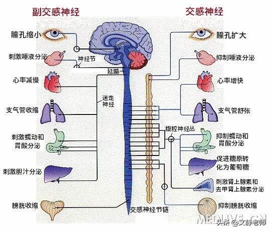 七情内伤:七情内伤致病多损伤的脏腑是 植物神经紊乱是什么原因引起的呢？中医调理效果怎么样？