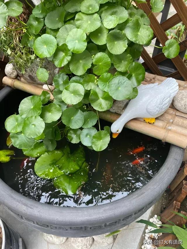 家住别墅是什么样的感觉？插图74