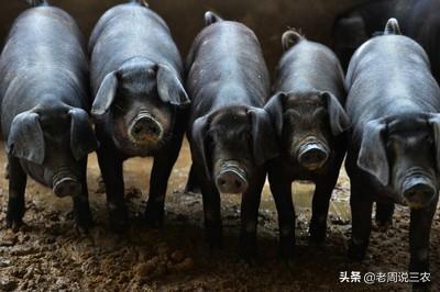 传统的方法养猪,猪肉卖50元一斤,是否有利润？