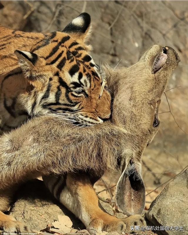 多少只鬣狗能打败一只东北虎