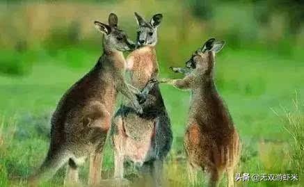 澳大利亚三大国宝动物，澳大利亚，美国，英国。加拿大的国宝动物分别是什么