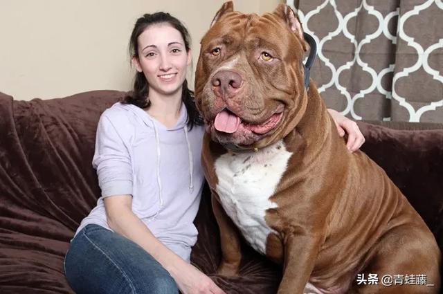 比特名犬介绍:比特狗害怕什么该犬有顽强的意志？