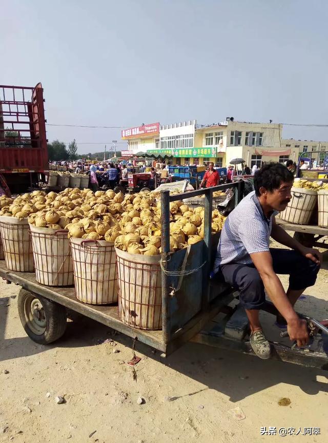 有些农民种植的苹果连续四年赔钱,是什么原因导致水果滞销？