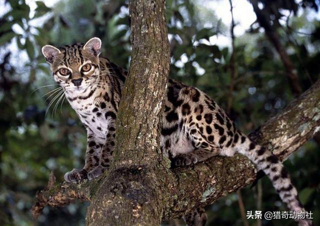 豹猫图片猫照片:丛林猫和豹猫在自然界中是什么关系？