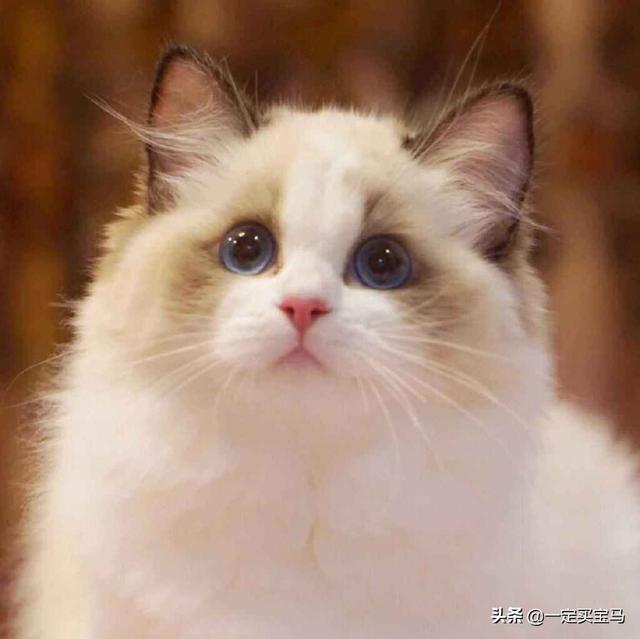 萌萌的猫耳朵猫咪照片:小猫的耳朵有什么作用和特点？