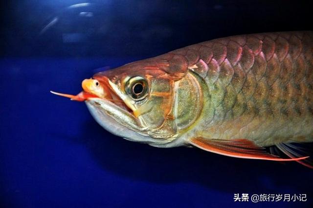 观赏鱼龙鱼图片大全:新手养龙鱼要注意些什么？