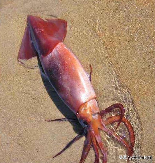 大王酸浆鱿能吃吗?为什么不见有人吃它呢?