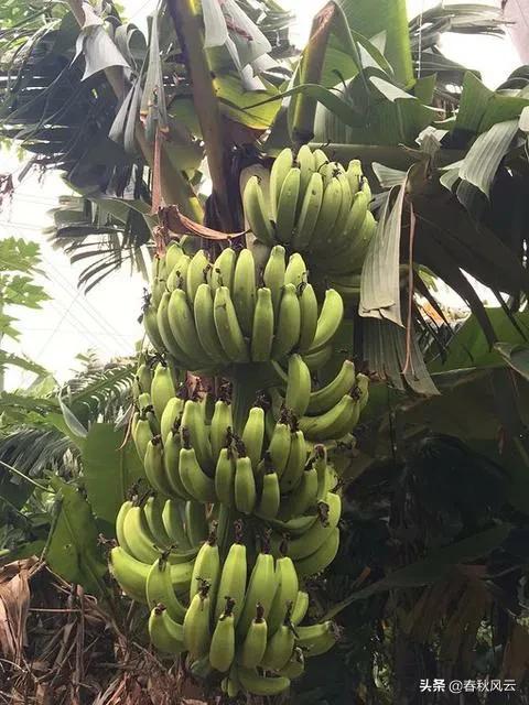 西伯利亚森林猫鉴定:无意间得知6岁女儿不是我的，该怎么办？