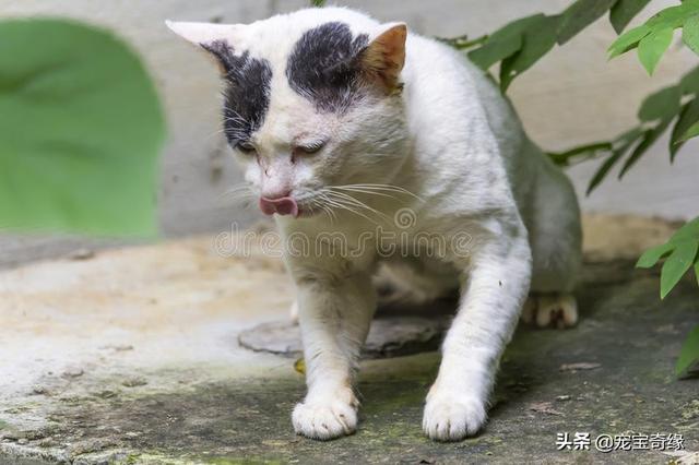 收养流浪猫 弓形虫:怀孕了，家里不让养猫，应不应该把猫咪送人？