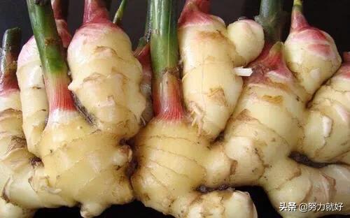 头条问答 种植生姜要注意什么 努力就好的回答 0赞