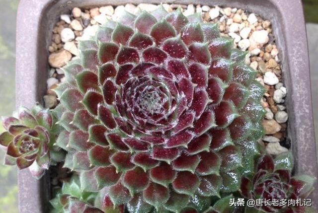 长生草属多肉植物图片:长生草多肉植物图鉴大全 紫牡丹多肉的叶片全部包着算是正常吗？怎么办？