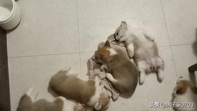 柴犬幼崽,柴犬幼崽不停叫怎么回事？