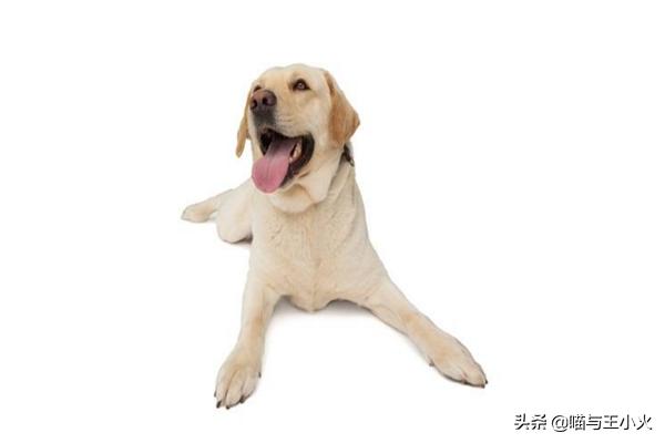 小柴犬舌头黑色:狗的舌头上有一个黑色爱心是为什么？