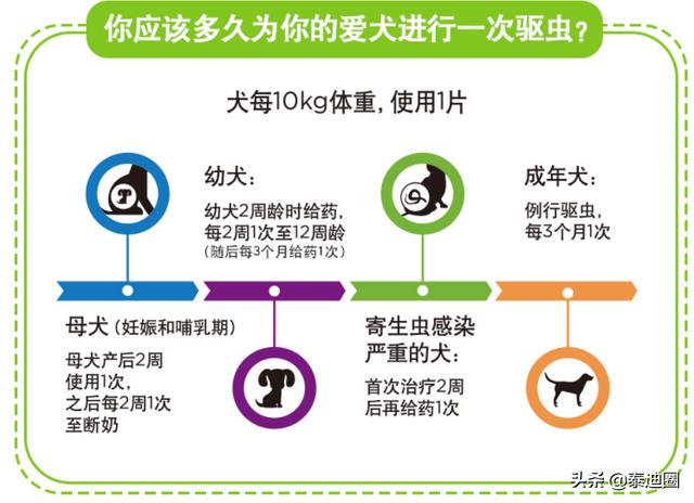 犬心保好用吗:如何知道泰迪犬肚子有虫呢？