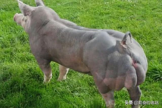 斯格配套系猪品种:体型猪和普通猪有什么区别？
