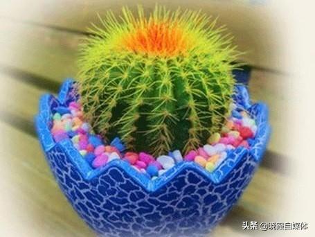 金琥仙人球价格表:刚换土的金虎仙人球能浇水吗？