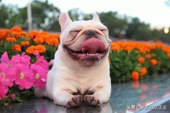 沉默的斗牛犬周燕回王奕:法斗丢了它的结果是什么？