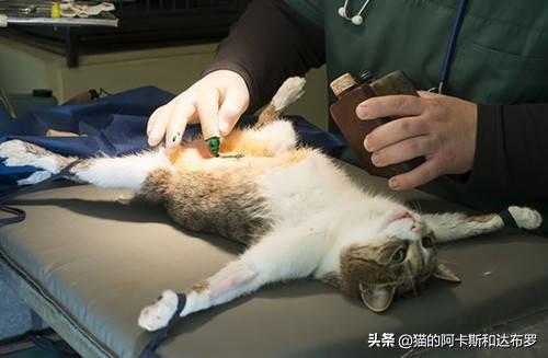 发情女:女猫咪发情了不去绝育，也不找男朋友会有什么影响吗？