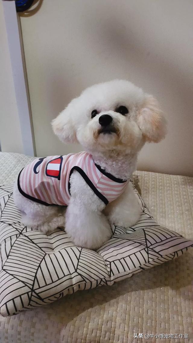 魅力科学 藏獒传奇:有谁养过藏獒串，服从性怎么样，能护主看家吗？