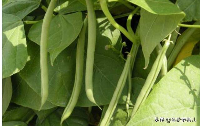 秋季该怎么吃四季豆，春季播种的四季豆种，可在秋季播种吗