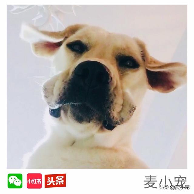 狗狗资源瘦全集下载:德国牧羊犬偏瘦怎么回事？