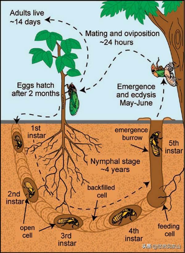 知了猴在树上产卵,为何却从土里面爬出来?打洞时的土哪去了?
