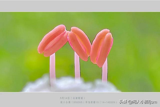 透红小丑 颜色:一朵花如何摄影出白里透红的效果？