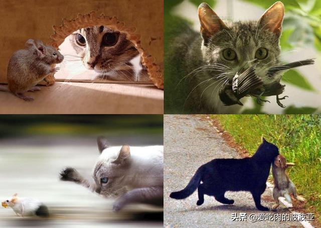猫猫水果官号:哪些食物是猫咪最爱吃的？ 蛋猫猫水果