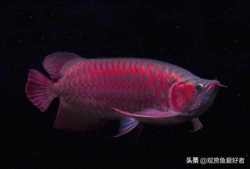 金头龙鱼图片:红龙鱼和金龙鱼是一个品种吗？