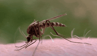 基因改造蚊子，人类能不能把蚊子灭绝掉？