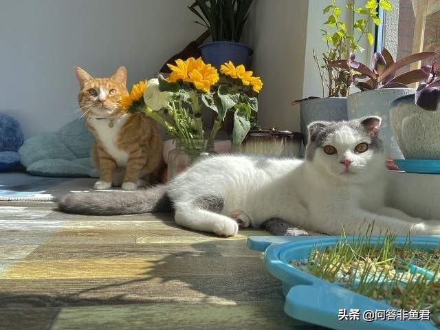 你什么时候被猫的智商震惊了？插图4