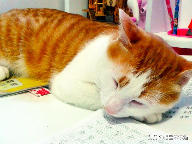 怎么确定猫认主人了咕噜咕噜:我对猫咪可用心了，它有哪些表现才能证明把我当主人了呀？