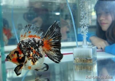 锦鲤鱼缸水变黄:养锦鲤的鱼缸水面出现气泡，该如何处理？