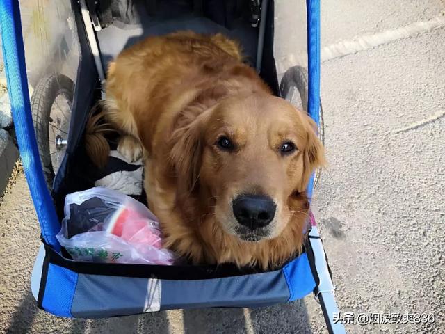 十个月的金毛尿频:金毛幼犬几个月能听懂人话？