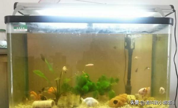 亮点水族箱如何除粪便:怎么清理小鱼缸里过滤器过滤不掉的鱼粪便？