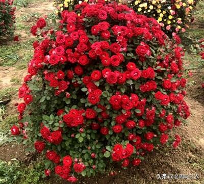 月季花的栽培与管理:月季苗一年四季都适合栽种吗？如何养护？