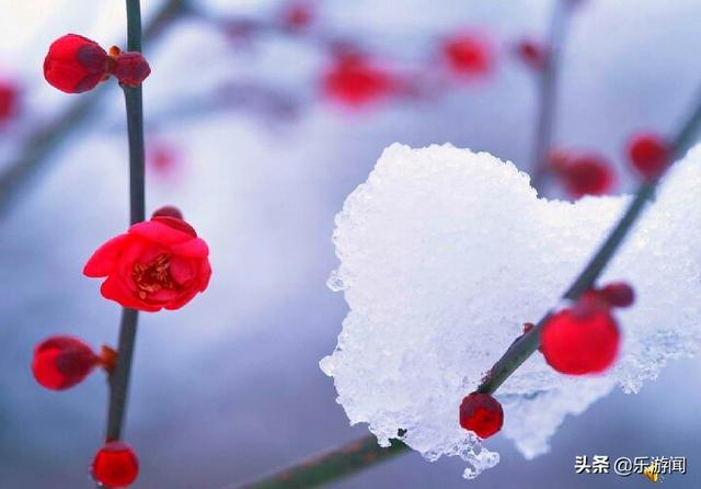 《墨梅》有人说诗中的梅花有两个特点,你觉得诗人借梅花表达了什么？