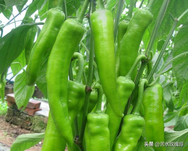 花叶芋根结线虫病:农村种植辣椒，应该如何防治病虫害？