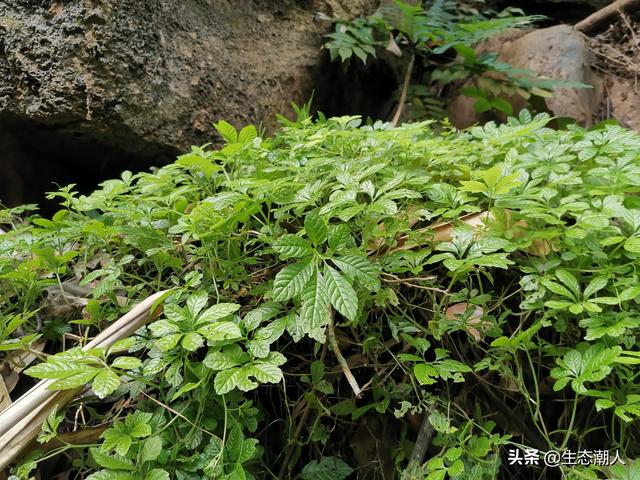 头条问答 有适合在树荫下种植的药材吗 是什么 易琼的回答 0赞