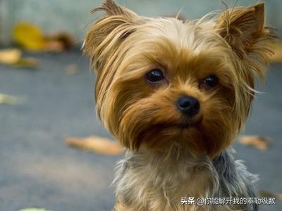 郑州最新寻狗启示6:我家狗狗丢了，现在该往哪找，求大师指点，现在该怎么办？