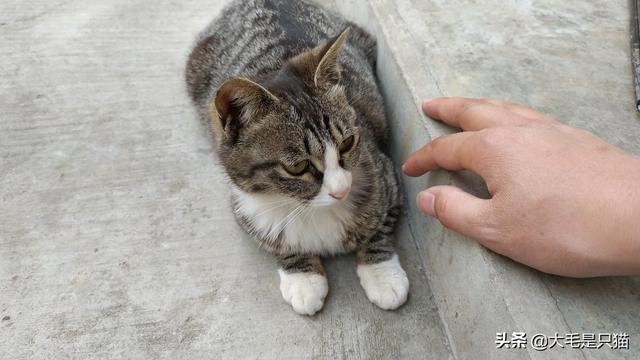 求解答,什么品种的猫？
