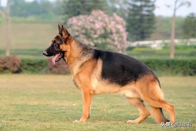 天津黑色德国牧羊犬:纯黑色德国牧羊犬 公的纯黑色的的德国牧羊犬有多大？如何饲养？