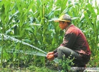 玉米到了后期还要浇吗？插图43