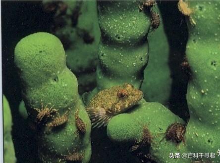 伊尔库茨克灵异事件:通古斯大爆炸隐藏着什么样的秘密？